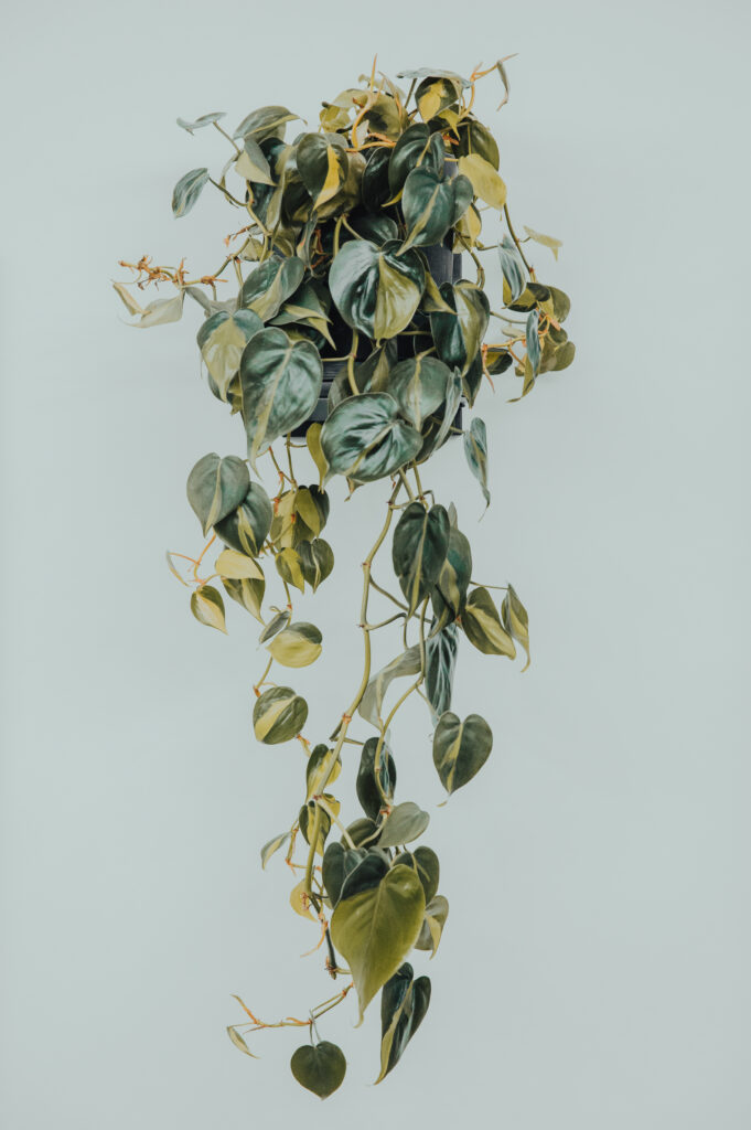 Zdjęcie nowoczesnego wnętrza barbera w Bielsku-Białej.